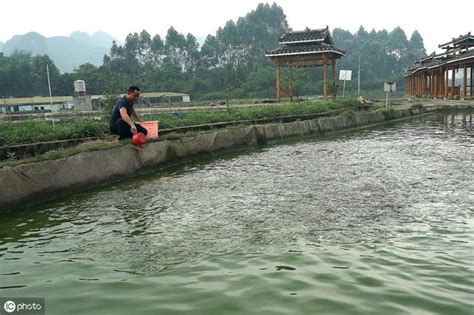 池塘養魚|養魚技術：飼養食用魚池塘建設的8大條件詳述，以此提高魚產量﻿